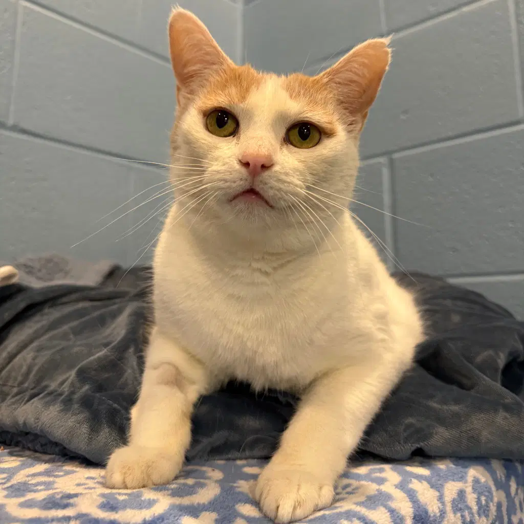 Lily - Domestic Short Hair