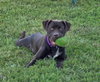 Sheriff - Photo 1