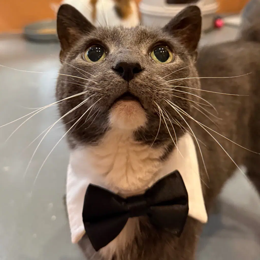 Jazz - Domestic Short Hair