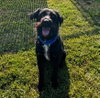 Gypsie - Photo 1
