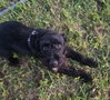 Gypsie - Photo 2