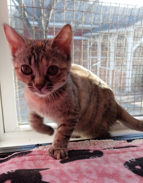 CRIMSON BLAZE *IN FOSTER* - Domestic Medium Hair available for adoption