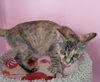 Crimson Blaze *IN FOSTER* - Photo 3