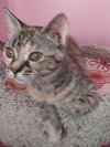 Crimson Blaze *IN FOSTER* - Photo 4