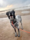Stormy- In a foster home - Photo 1