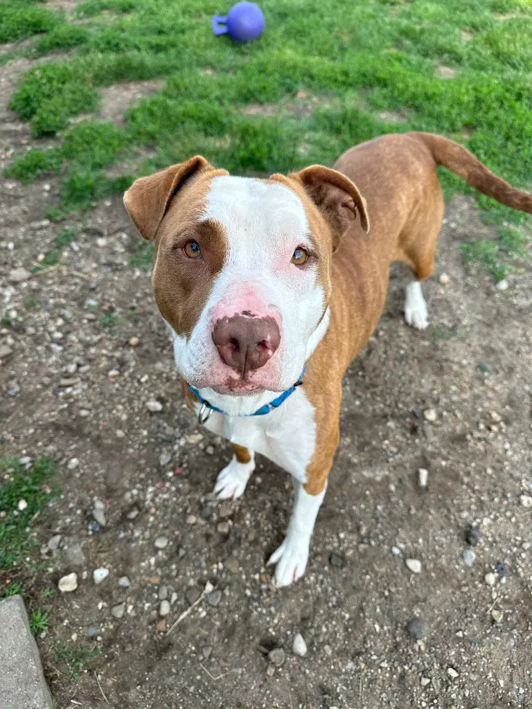 Lilli - Terrier