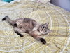 Gatsby *IN FOSTER* - Photo 3