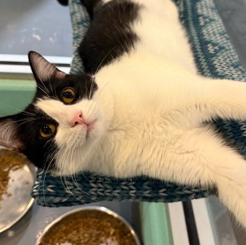 DREW BREES - Domestic Short Hair available for adoption