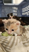 Toyah *IN FOSTER* - Photo 2