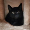 Miss "E" Elliot *IN FOSTER* - Photo 1