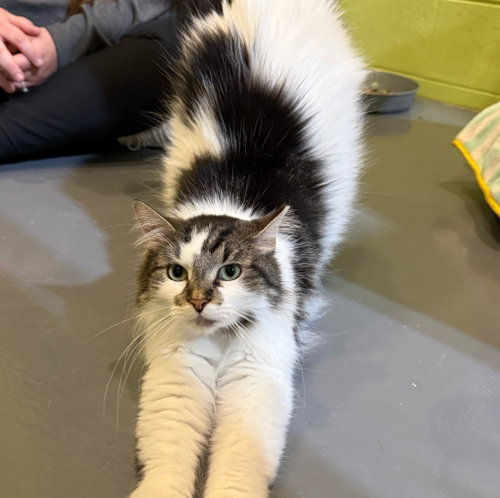 SUGAR BEAR - Domestic Medium Hair available for adoption