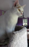 Layla * IN FOSTER * - Photo 2
