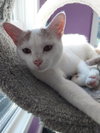 Layla * IN FOSTER * - Photo 4
