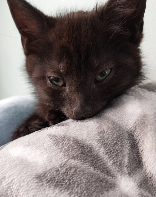Peabody * IN FOSTER *