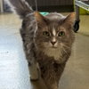 Mustachio *IN FOSTER* - Photo 2