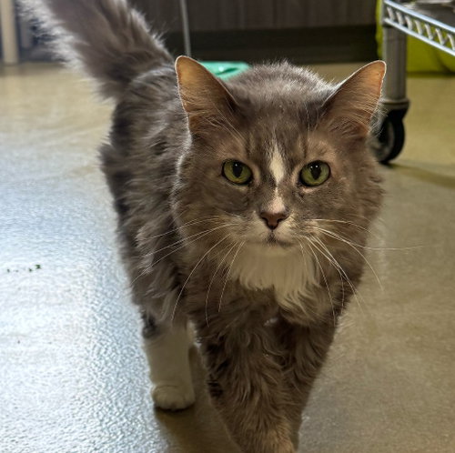 MUSTACHIO *IN FOSTER* - Domestic Medium Hair available for adoption