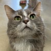 Mustachio *IN FOSTER* - Photo 3