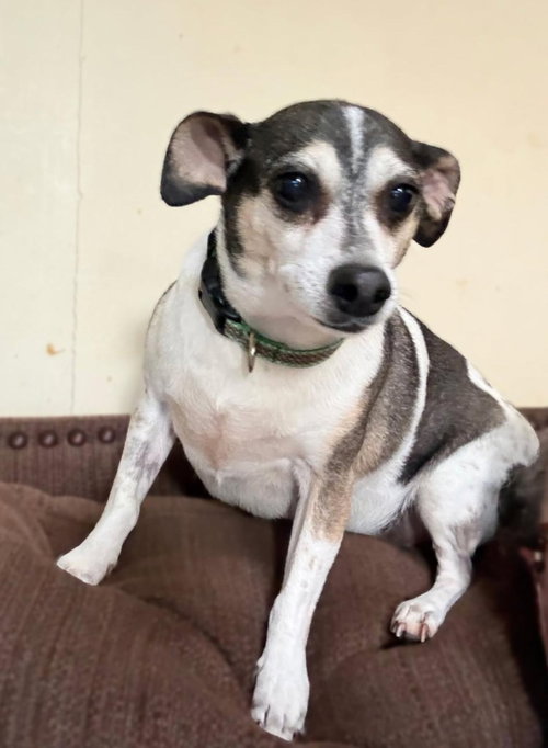 LUKE-IN A FOSTER HOME - Chihuahua / Jack Russell Terrier available for adoption