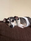 Luke-in a foster home - Photo 3
