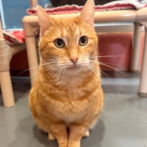 TRUCKER (WAS TUCKER) - Domestic Short Hair available for adoption