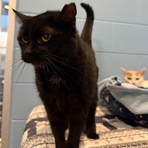 MAGGIE SUE - Domestic Short Hair available for adoption