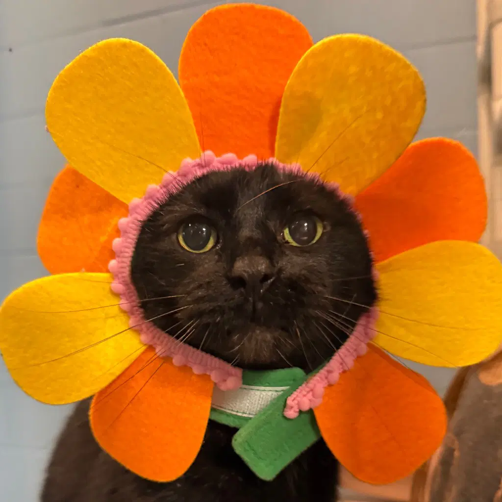Maggie Sue - Domestic Short Hair