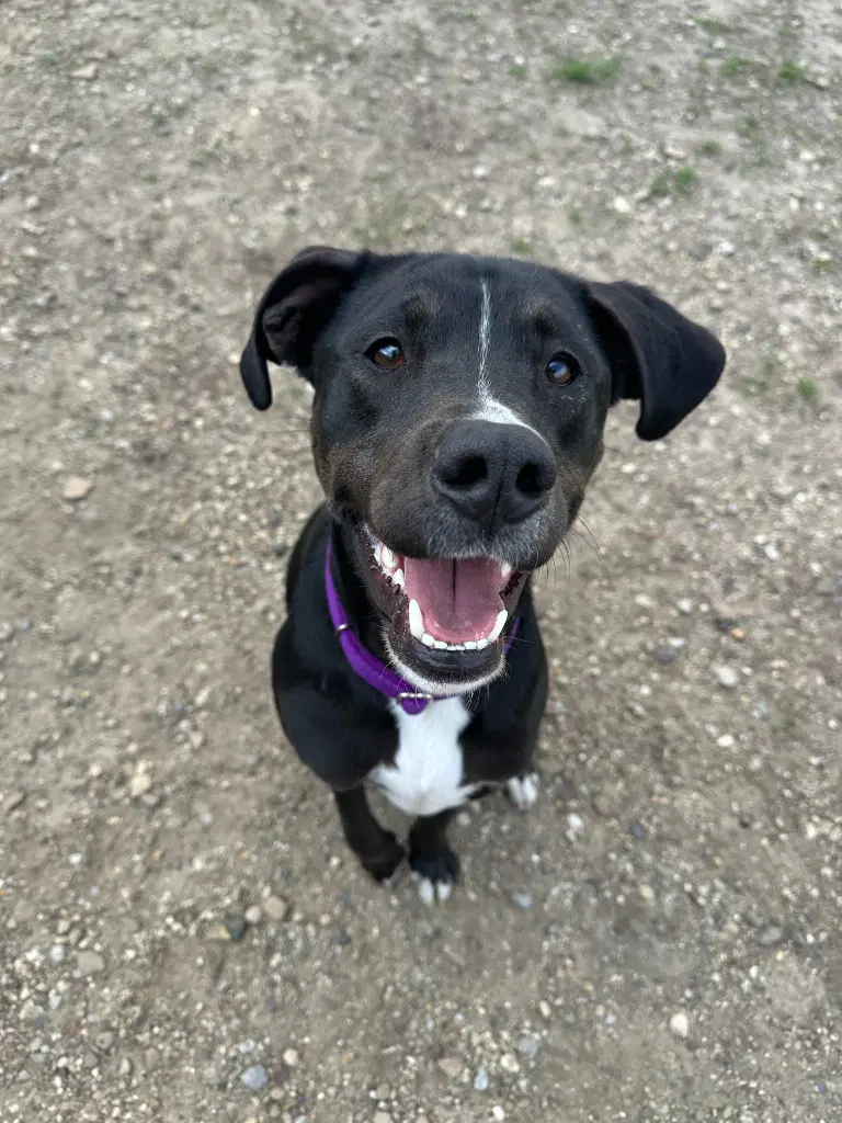 Otis - Labrador Retriever