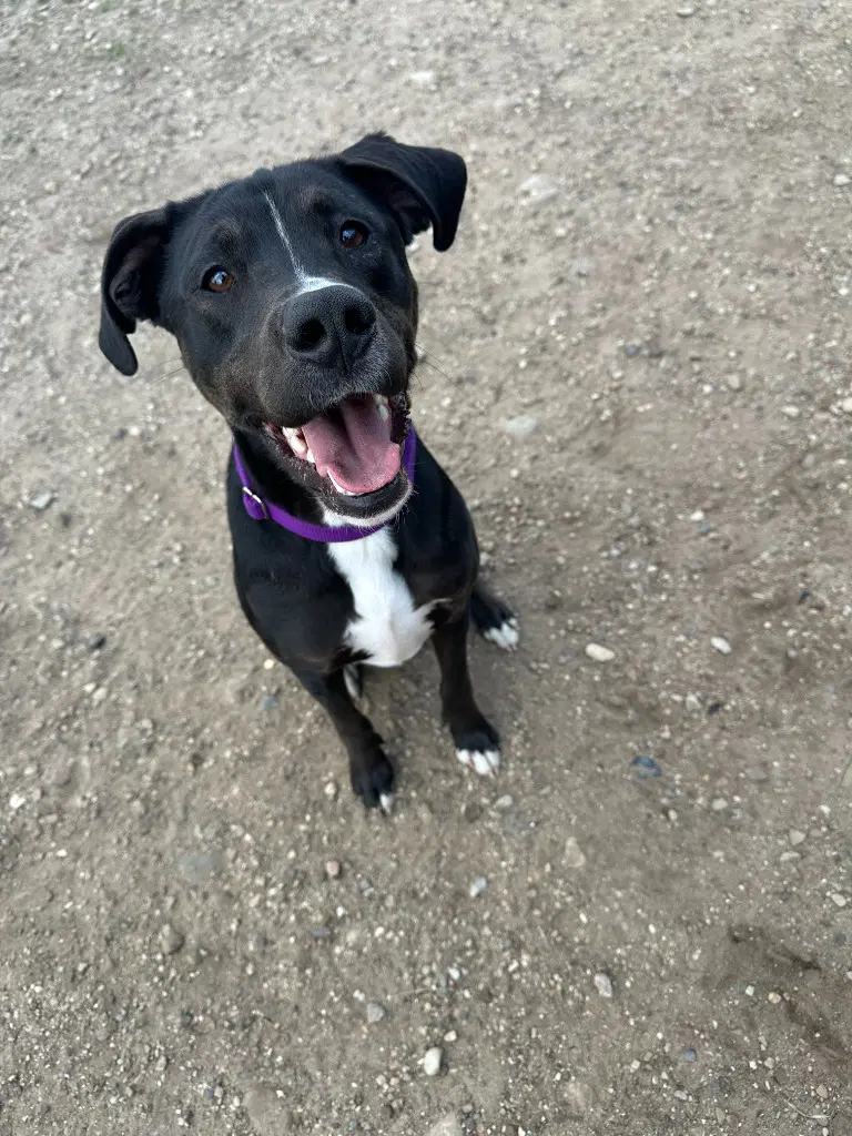 Otis image 2