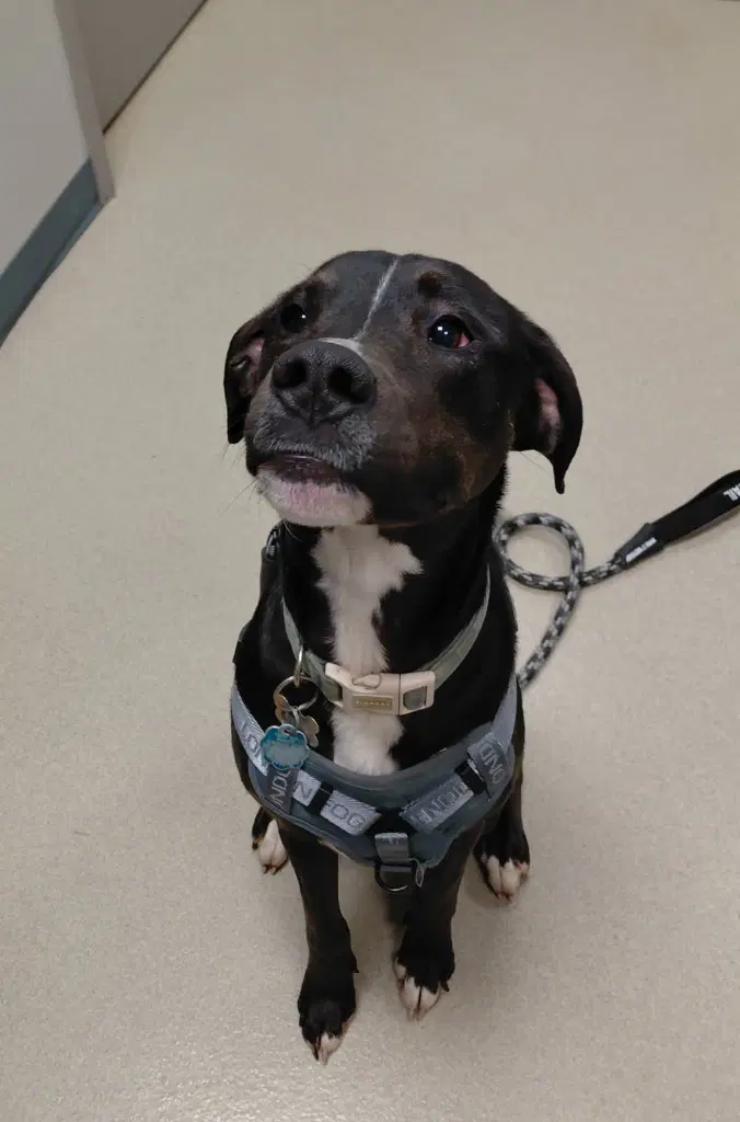 Otis image 3
