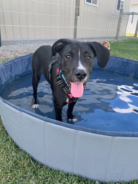 Otis image 4