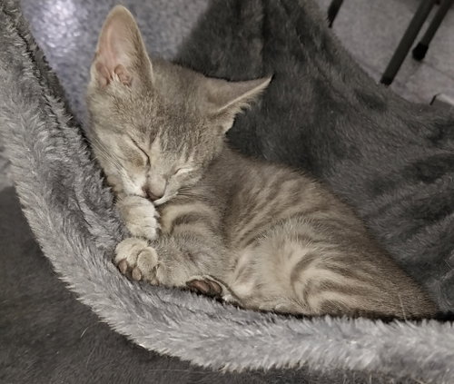 GOOD LOOKING * IN FOSTER * - Domestic Short Hair available for adoption