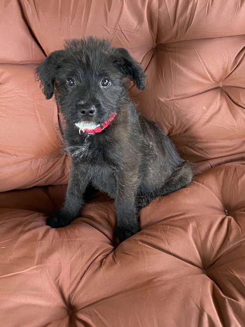 Artemis-In a Foster Home