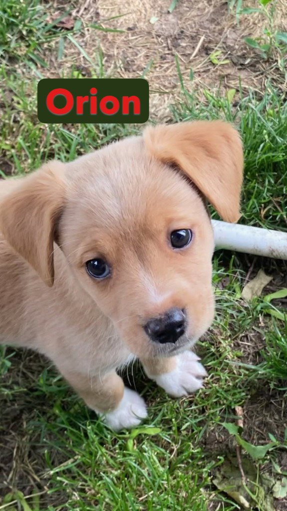 Orion- In a Foster Home Image