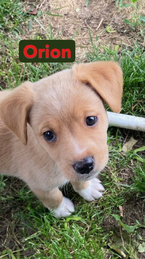 Orion- In a Foster Home