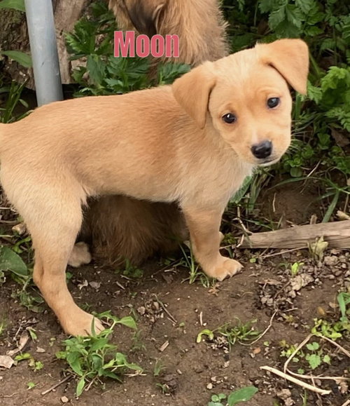 Moon-In a Foster Home