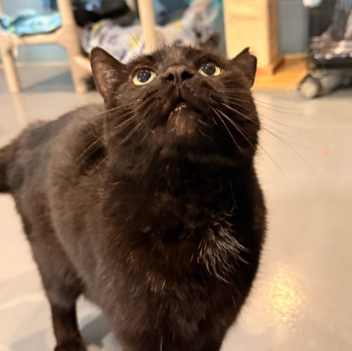 INKY - Domestic Short Hair available for adoption