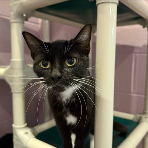 MARIPOSA - Domestic Short Hair available for adoption