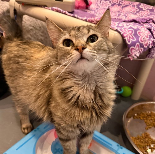 ROSITA - Domestic Medium Hair available for adoption