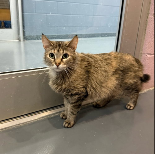 ROSITA - Domestic Medium Hair available for adoption