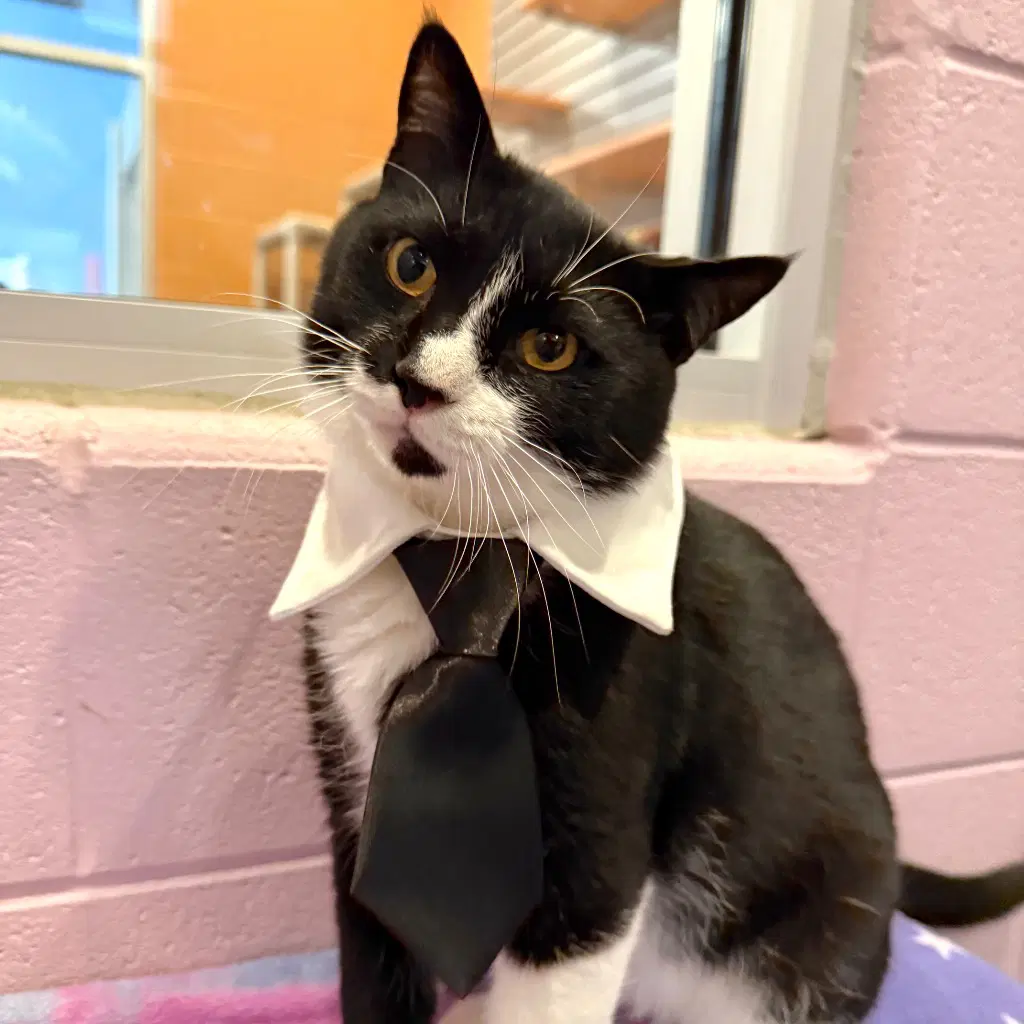 Antonio - Domestic Short Hair