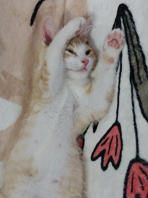 RADIANCE * IN FOSTER * - Domestic Short Hair available for adoption