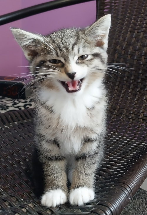 Glimmer * IN FOSTER *
