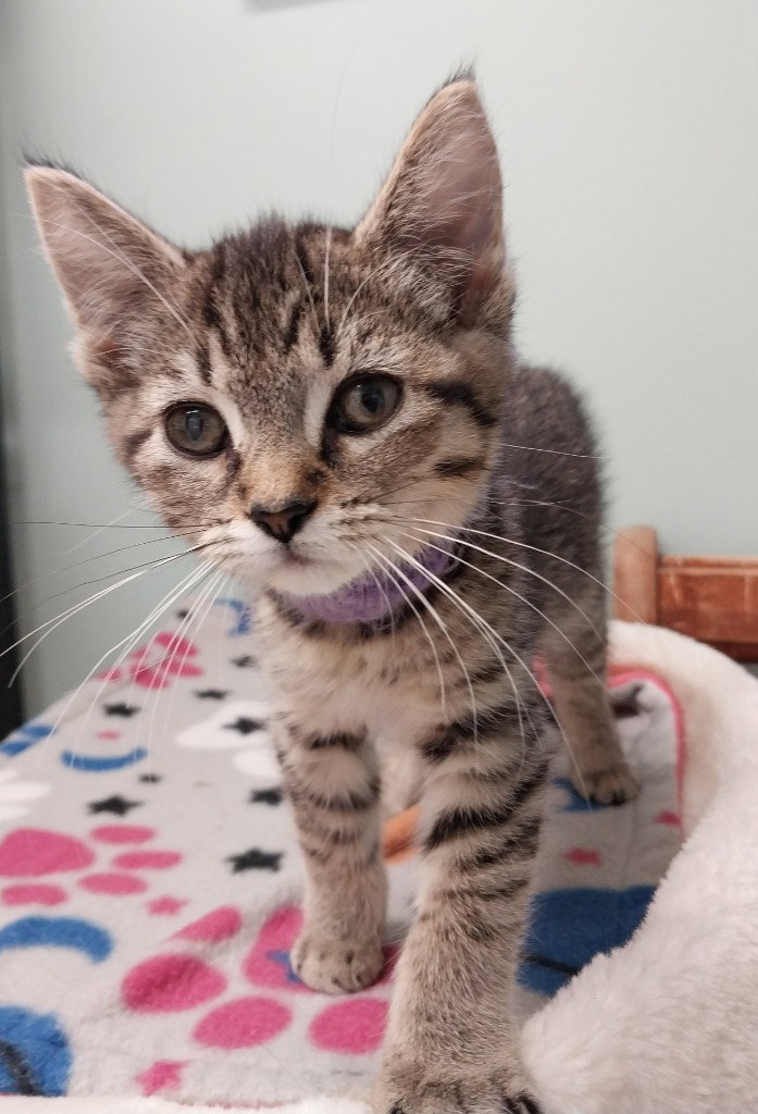 Cassie *IN FOSTER* Image