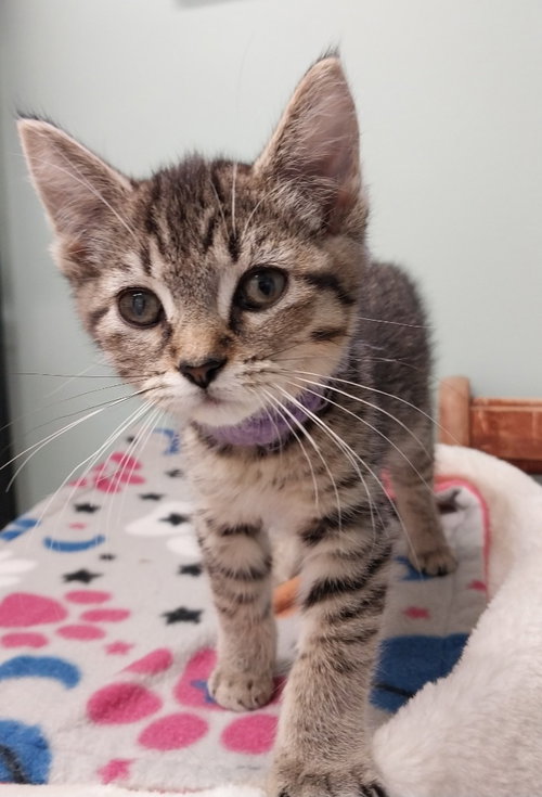CASSIE *IN FOSTER* - Domestic Short Hair available for adoption