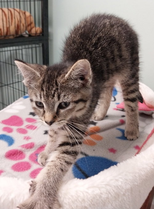 CASSIE *IN FOSTER* - Domestic Short Hair available for adoption