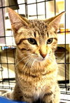 Chai *IN FOSTER* - Photo 1