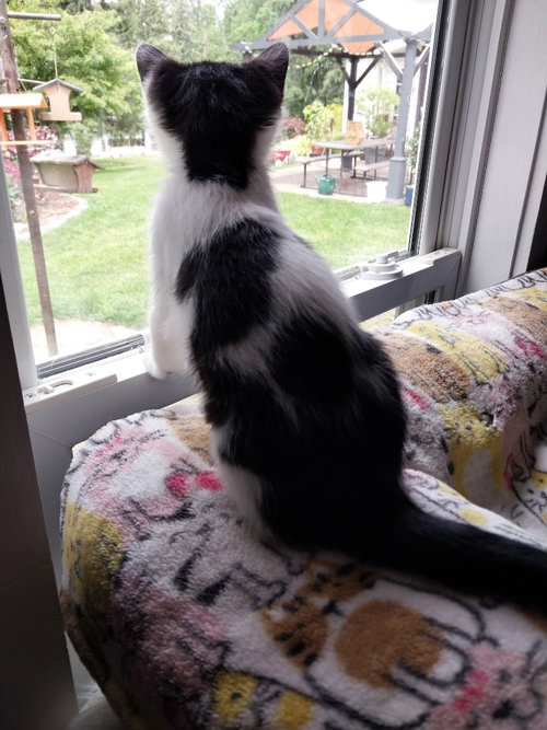 MALT VINEGAR * IN FOSTER * - Domestic Short Hair available for adoption