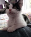 Malt Vinegar * IN FOSTER * - Photo 3