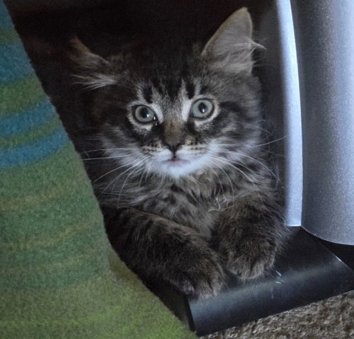 Boden *IN FOSTER*