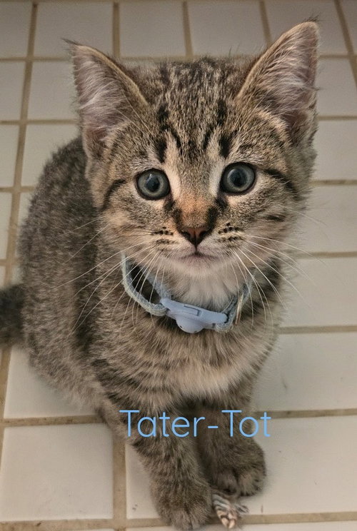 Tater-Tot *IN FOSTER*